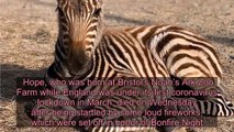 Baby Zoo Zebra Named Hope Dies After Getting 'Spooked' by Fireworks - 'Feeling Devastated'