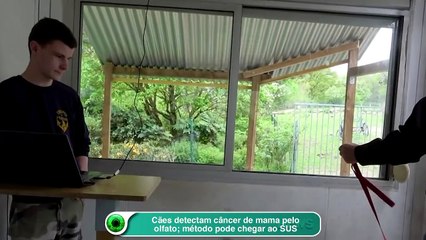 Cães detectam câncer de mama pelo olfato; método pode chegar ao SUS