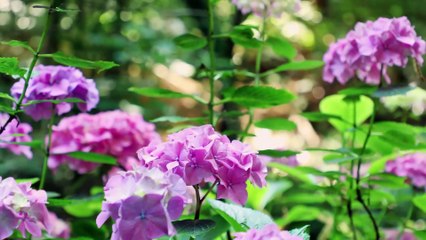 Travel Guide Heidelberg,Germany -Places4You