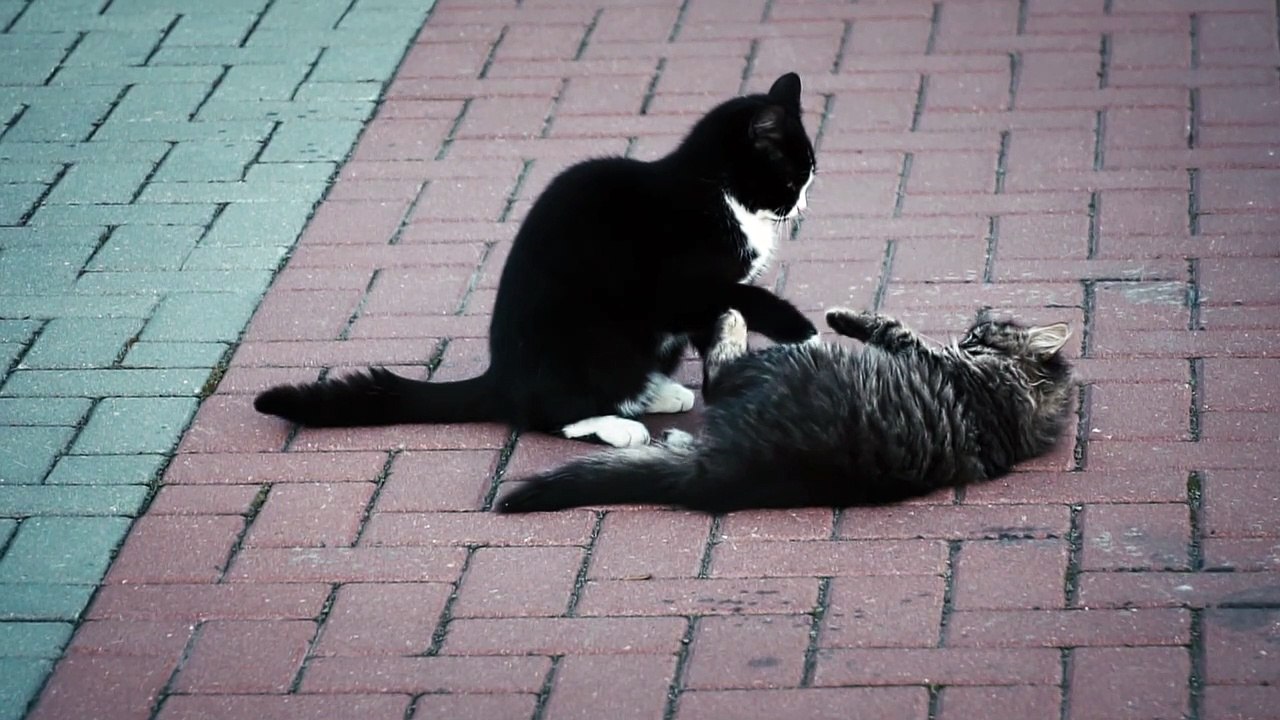 Cats