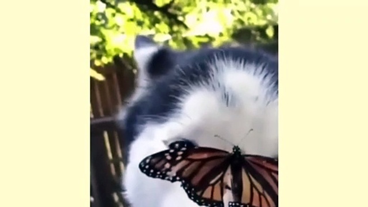 Dog With A Butterfly On There Head