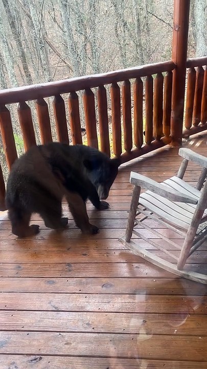 Bear on Deck