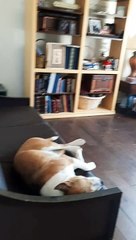 Parts of a Day With Claire Bear   and Tucker Carlson 