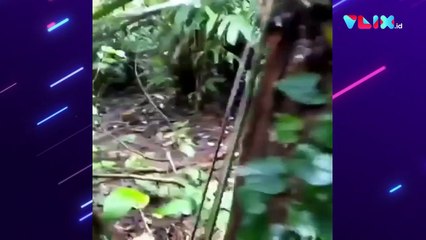 Detik-detik Badak Jawa Serang Ranger Ujung Kulon