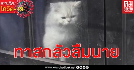 (คลิป) พิษ โควิด-19 ทาสหวาดกลัวรีบร้อนอพยพไปที่อื่น แมวถูกลืมยังได้เป็นนายเหมือนเดิม