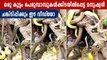 പെരുമ്പാമ്പുകള്‍ക്ക് നടുവില്‍ ഒരു മനുഷ്യന്‍ | Oneindia Malayalam