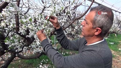 Örtü altındaki erik ağaçları beyaz gelinliğini giydi