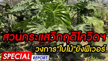 สวนกระแสวิกฤติโควิดฯ วงการ"ใบไม้"ยังฟีเวอร์ | SPECIAL REPORT | Dailynews