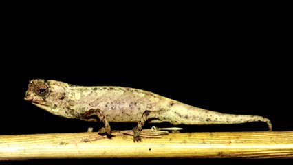 This chameleon may be world’s smallest reptile
