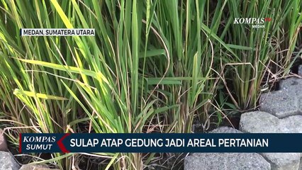 Sulap Atap Gedung Jadi Areal Pertanian