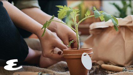 7 Things Every Plantito Should Have