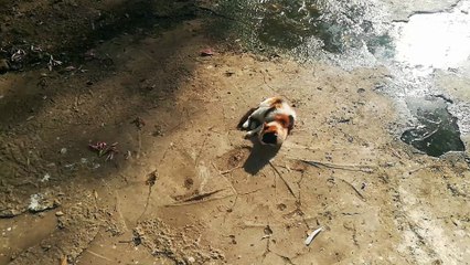 Kitten Prefer To Sleep Inside White Stork Nest