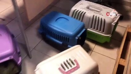 Kapıkule’de 23 adet yavru köpek ele geçirildi
