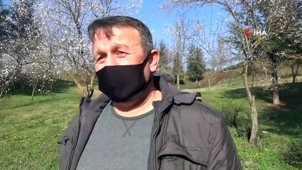 Şubat ayında güneşi gören ağaçlar çiçek açtı