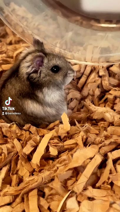 I hamster