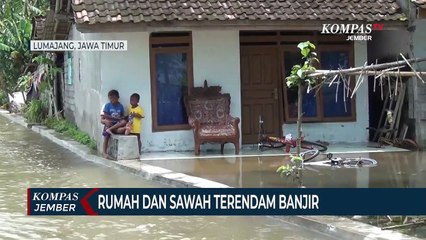 Puluhan Rumah dan Ratusan Hektar Sawah di Lumajang Terendam Banjir