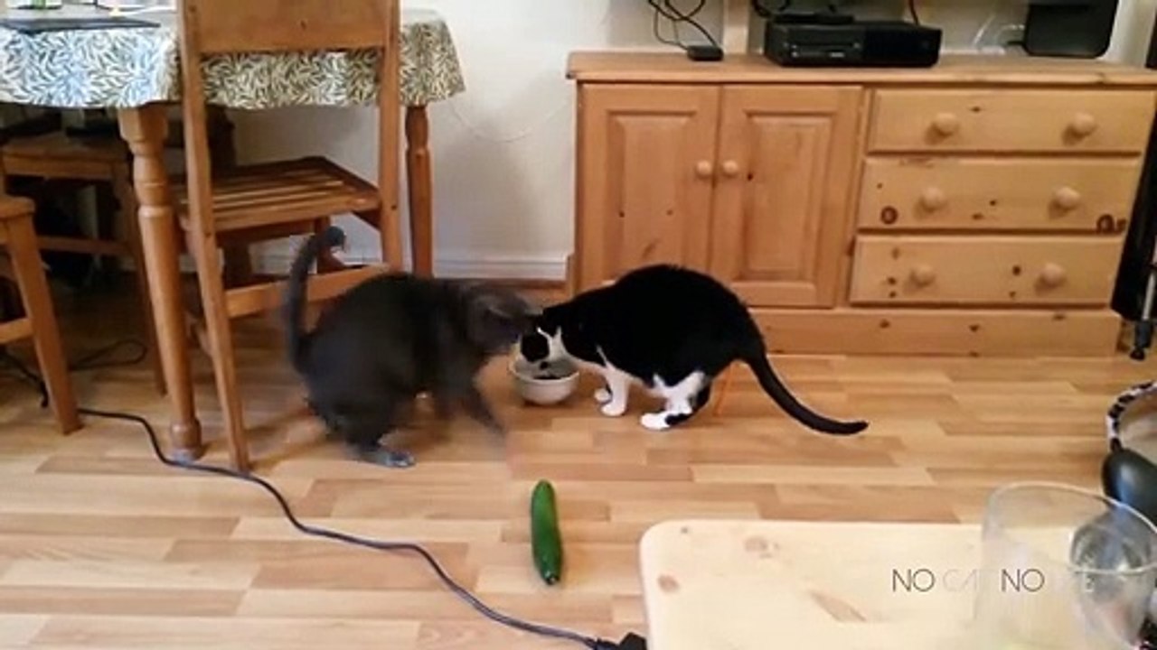 Cats Scared by Cucumbers Compilation