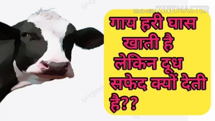 Why does a brown cow give white milk when it it only eats green grass?