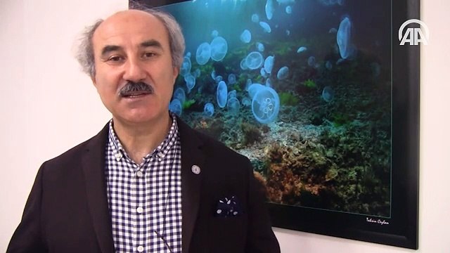 Marmara Denizi çevresinde denizanası ölümleri