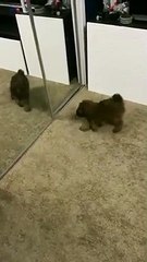 Puppy playing with mirror, he loves his reflections
