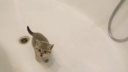 Yavru kedi banyo yapmak istemiyor ve yüksek sesle miyavlıyor
