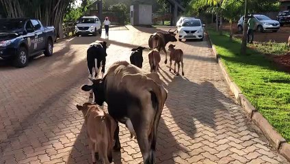 Operação Boi na linha: PCDF recupera gado que era objeto de golpe