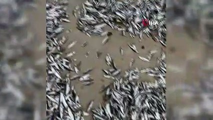 Şili’de on binlerce balık kıyıya vurdu