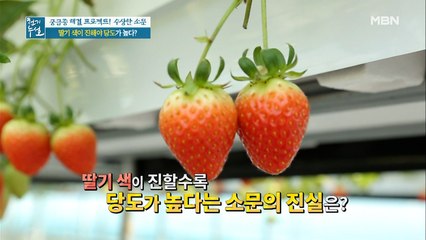 딸기 색이 진해야 당도가 높다???