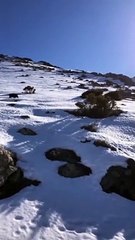 Ils se font attaquer par des sangliers à la montagne