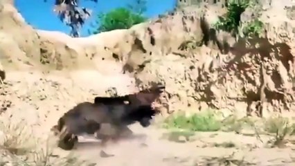 Yavrularını korumak için Şahin'e kafa tutan tavuk!