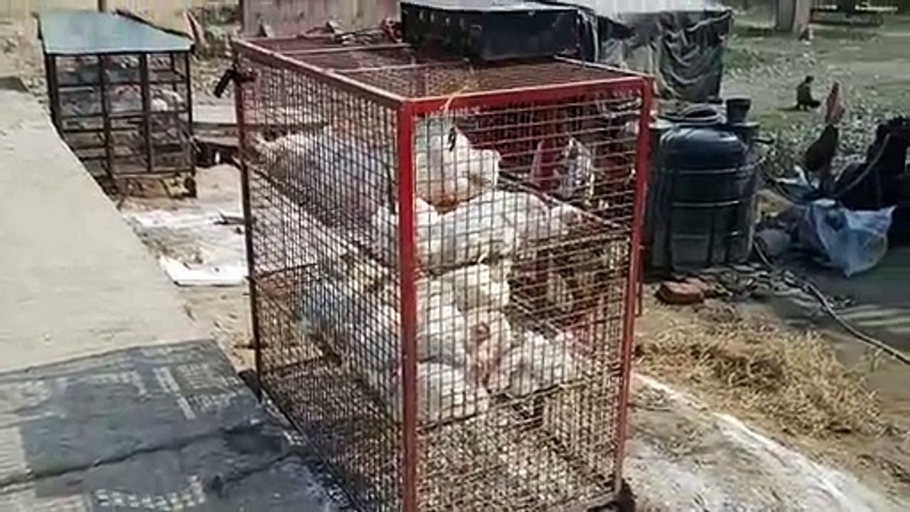 बर्ड फ्लू के चलते चंद पैसों के लालच में मीट विक्रेता कर रहे लोगो की जिंदगी के साथ खिलवाड़