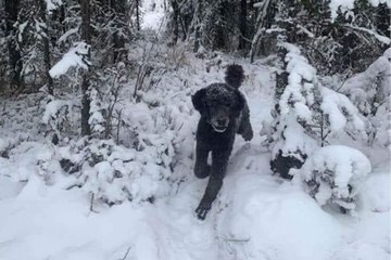 Cette illusion d’optique divise la toile, est-ce un chien ou un homme sur cette photo ?