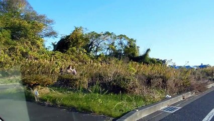 More Driver Craziness in Japan