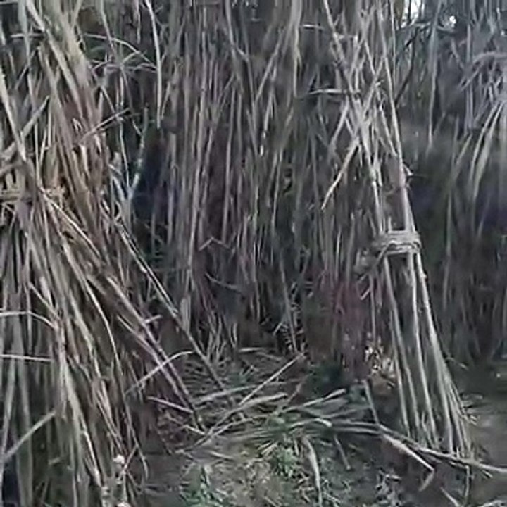 गन्ने के खेत मे बाघ देख मचा हड़कंप