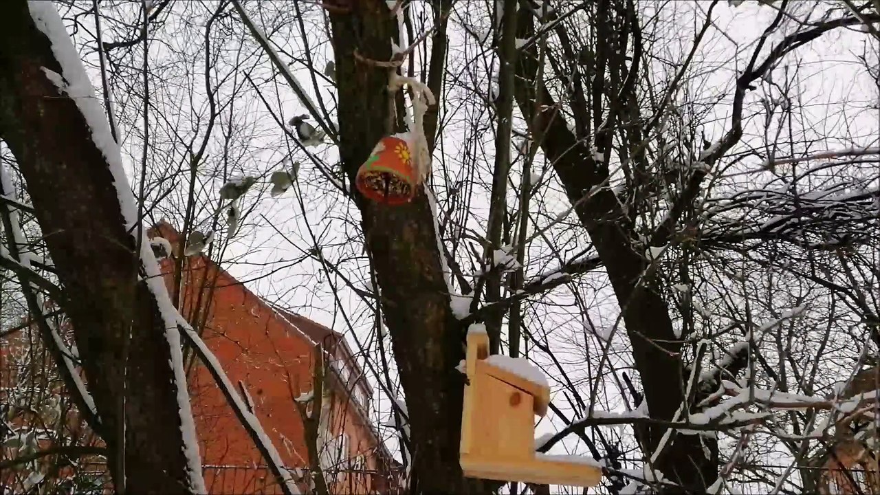 Vögel im Winter in Flensburg