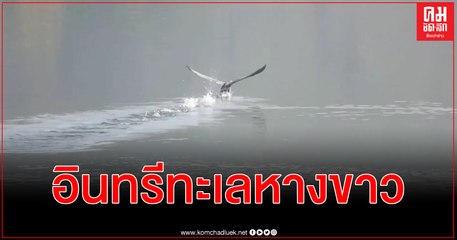 (ชมคลิป) อินทรีทะเลหางขาว สัตว์คุ้มครองหายาก ครั้งแรกในพื้นที่อ่างเก็บน้ำมณฑลยูนนาน