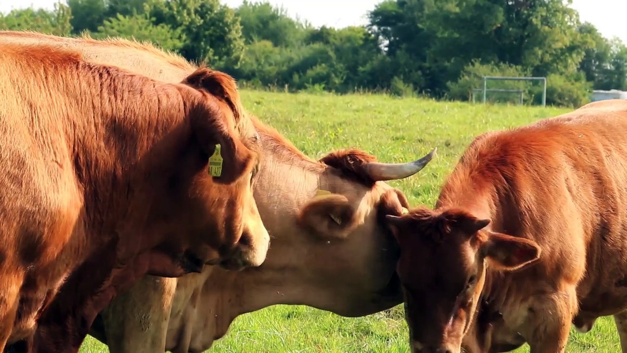 Cows