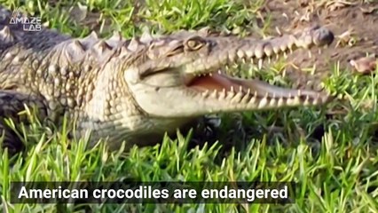 Crocodile Babies Hatch Through Futuristic Artificial Fertilization at Zoo in Peru