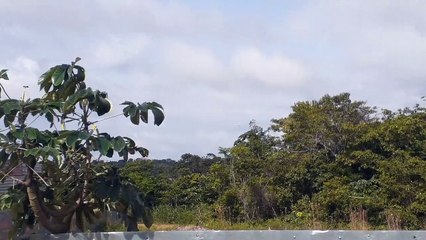 Boeing 777-300ER PT-MUA na aproximação final antes de pousar em Manaus vindo de Guarulhos