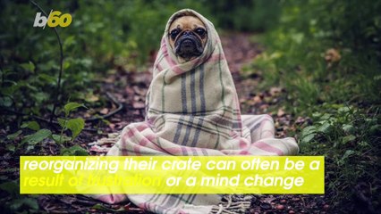 The Real Reason Your Dog Empties Their Crate