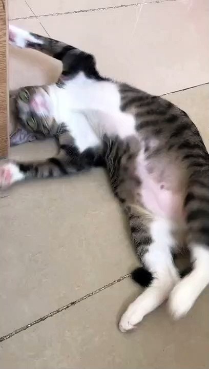 The small cat was innocent while the owner lamented