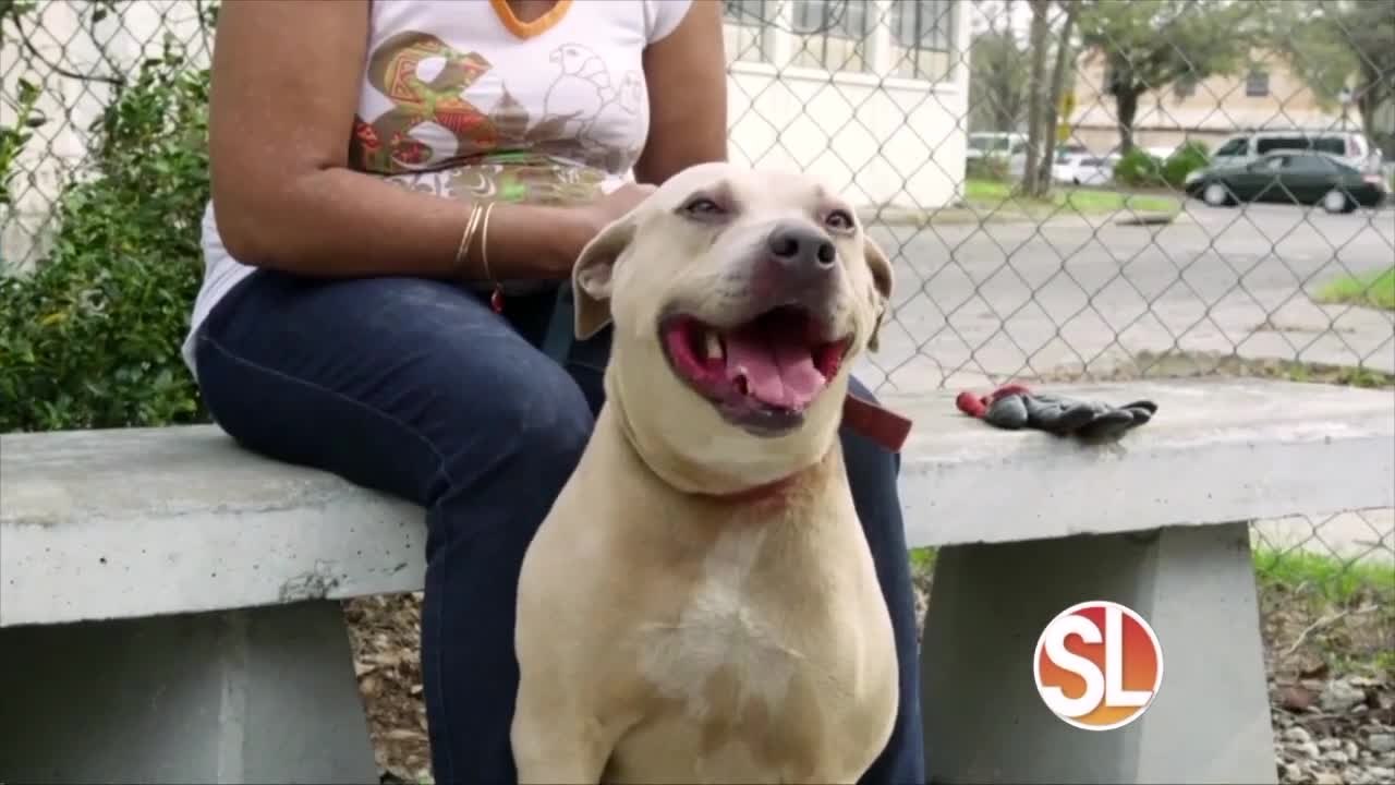 PetSmart Charities® talks about the need for pet food donations during