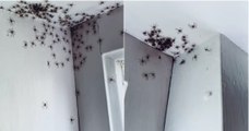 Mulher encontra legião de aranhas no quarto da filha