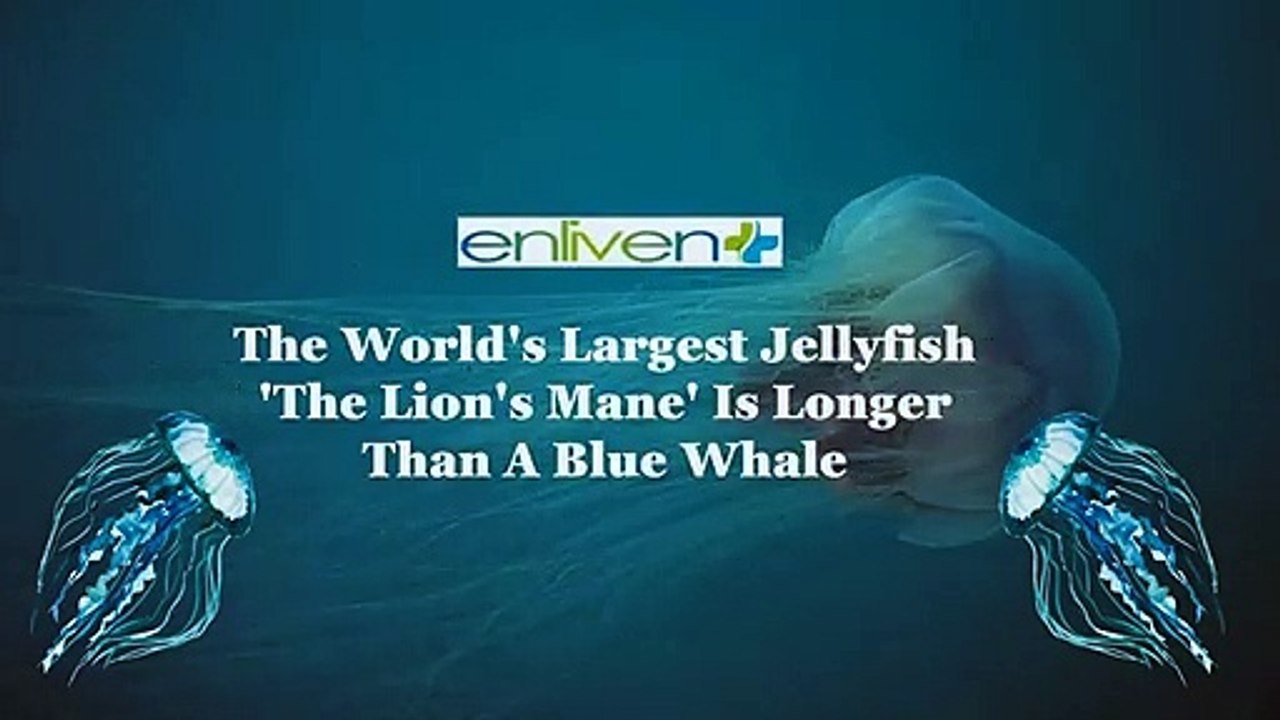The World's Largest Jellyfish 'The Lion's Mane' Is Longer Than A Blue Whale.