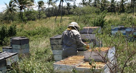 Does Honey Go Bad or Expire?