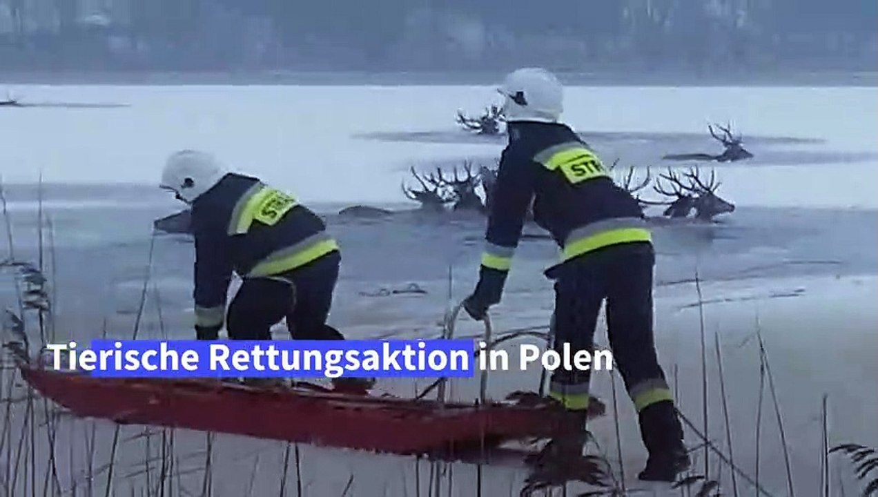Tierische Rettungsaktion: Feuerwehrleute ziehen Hirsche aus zugefrorenem See