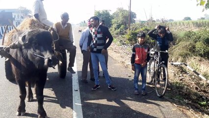 गाय की टक्कर से कार खाई में पलटी, तीन घायल