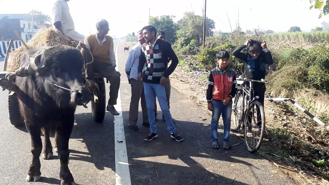 गाय की टक्कर से कार खाई में पलटी, तीन घायल