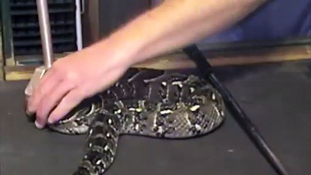 Il extrait le venin d'une vipère heurtante