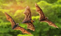 الجهاز المناعي الضعيف للخفافيش هو السر وراء نشرها الفيروسات القاتلة في العالم
